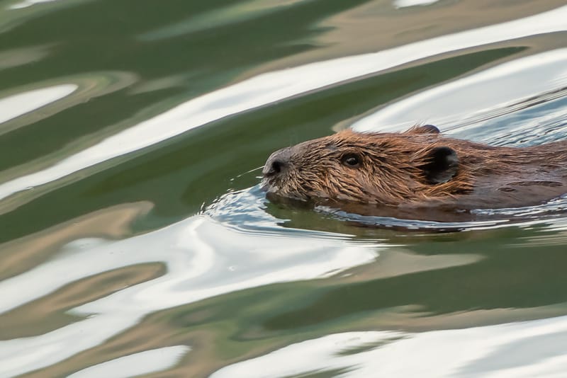 Southeast Beaver Alliance