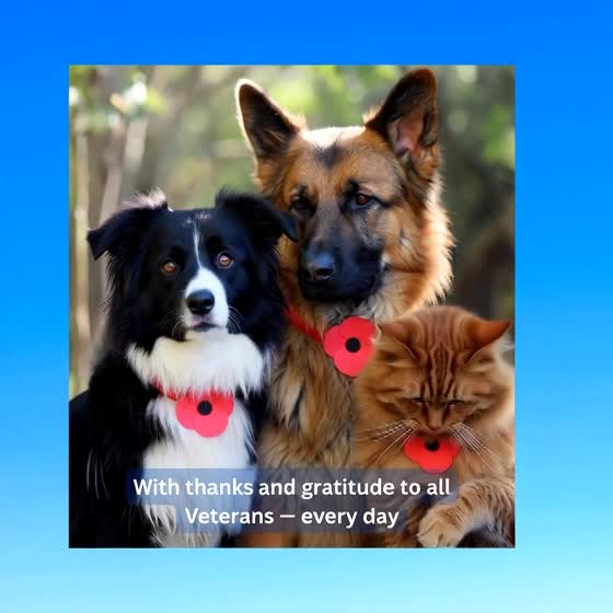 Honoring Veterans Every Day