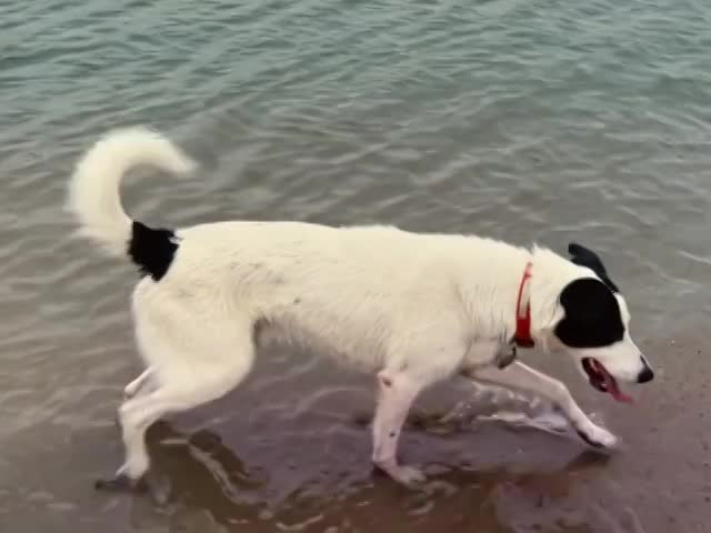 Chasing the Red Ball