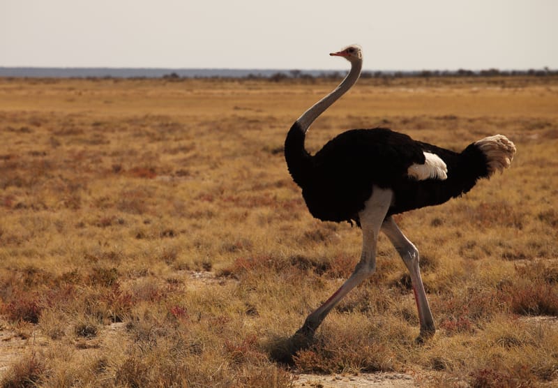Ostrich