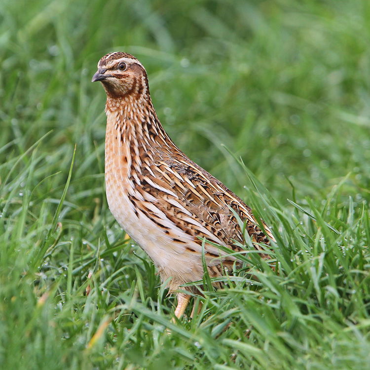 Quail