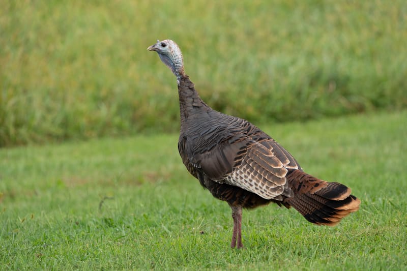 Turkey