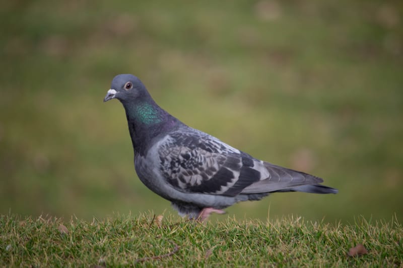 Pigeon