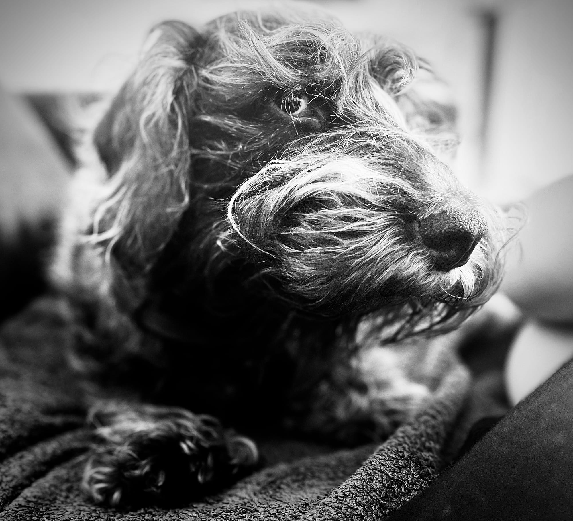 Léon