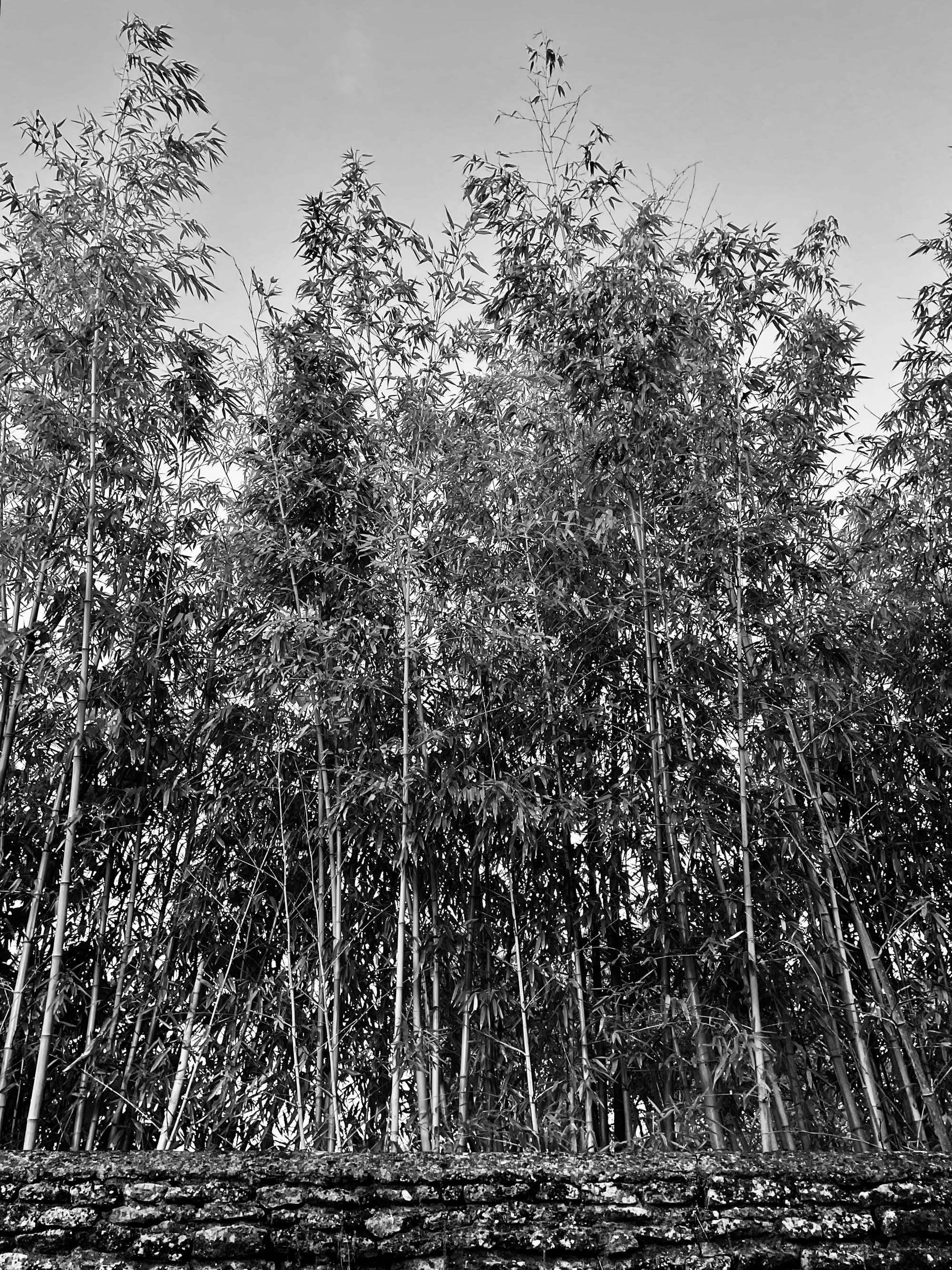 Se Faire porter pâle