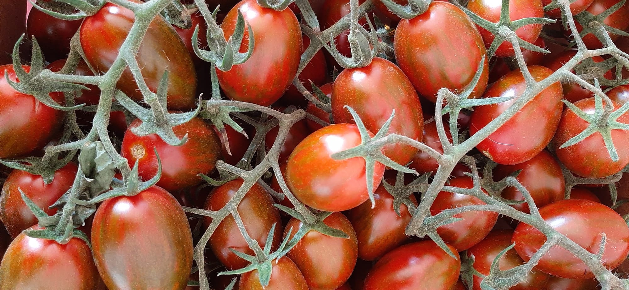 MiniPlum Crispino