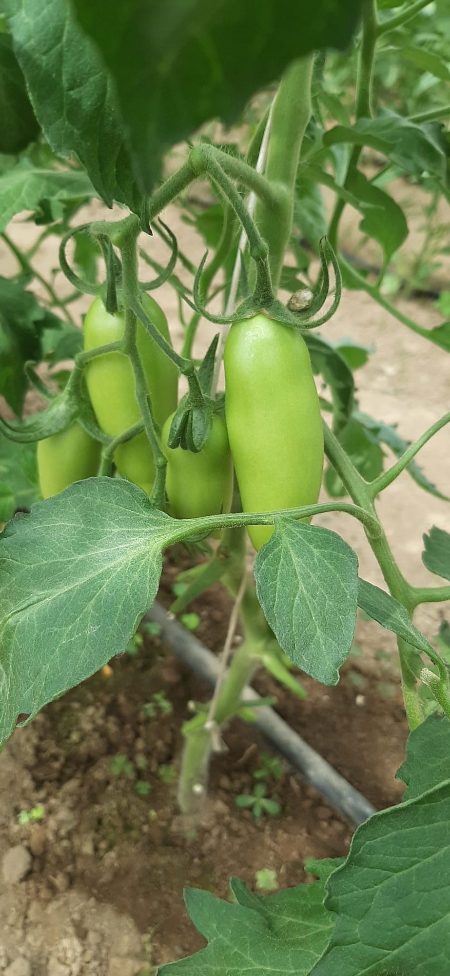 Pomodoro Oskar