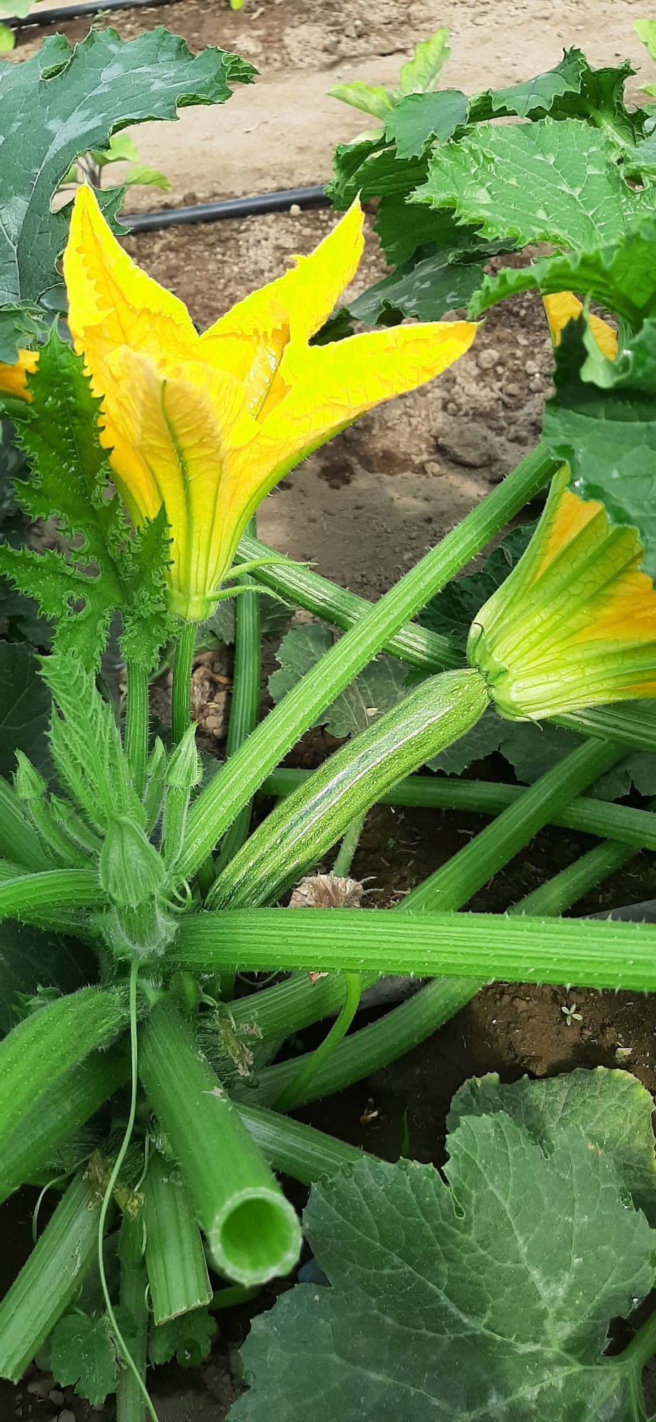 Zucchine in ambiente protetto
