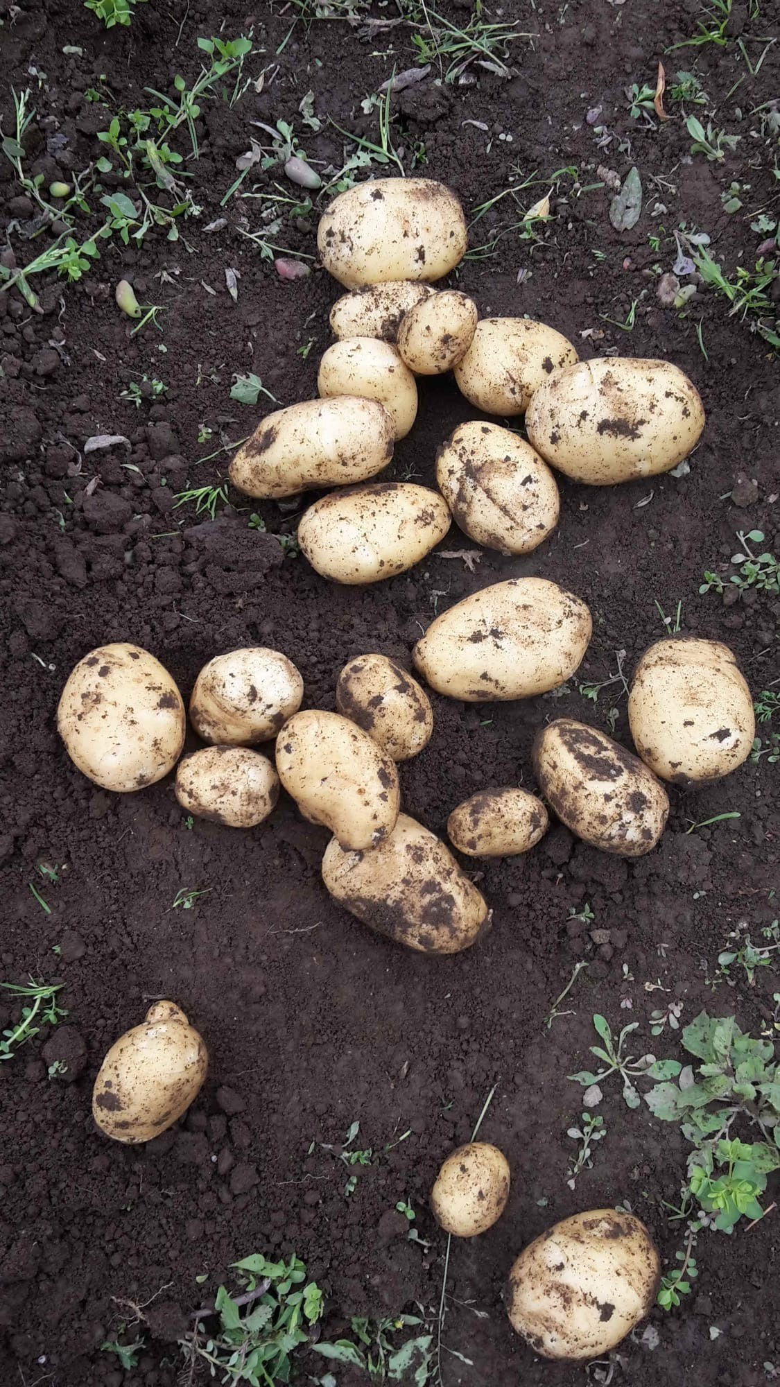 Patate novelle di Maggio