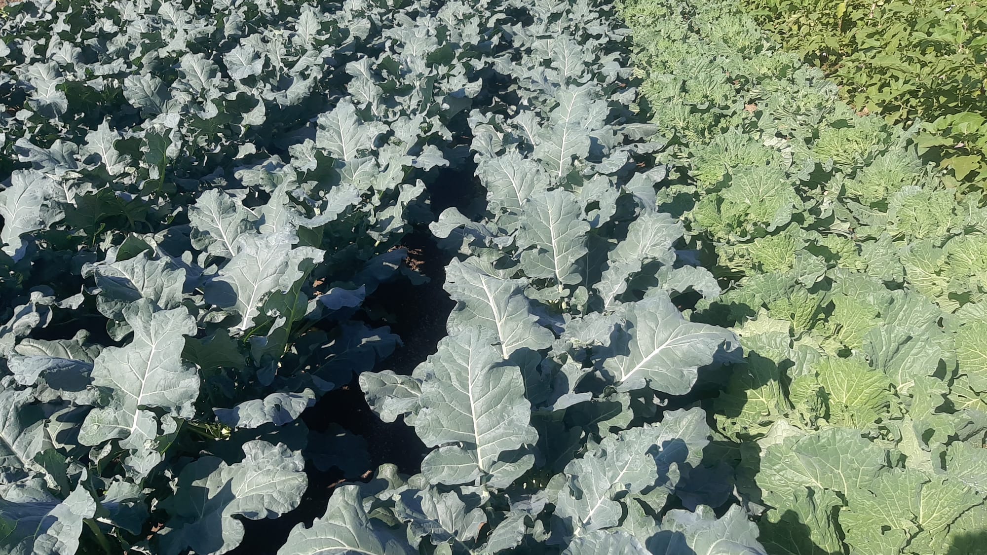Brassicacee
