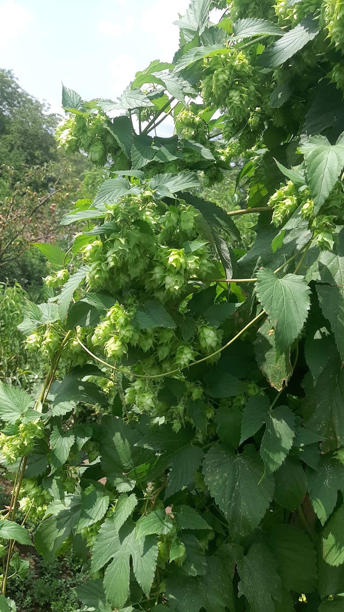 Brewer's Gold luppolo