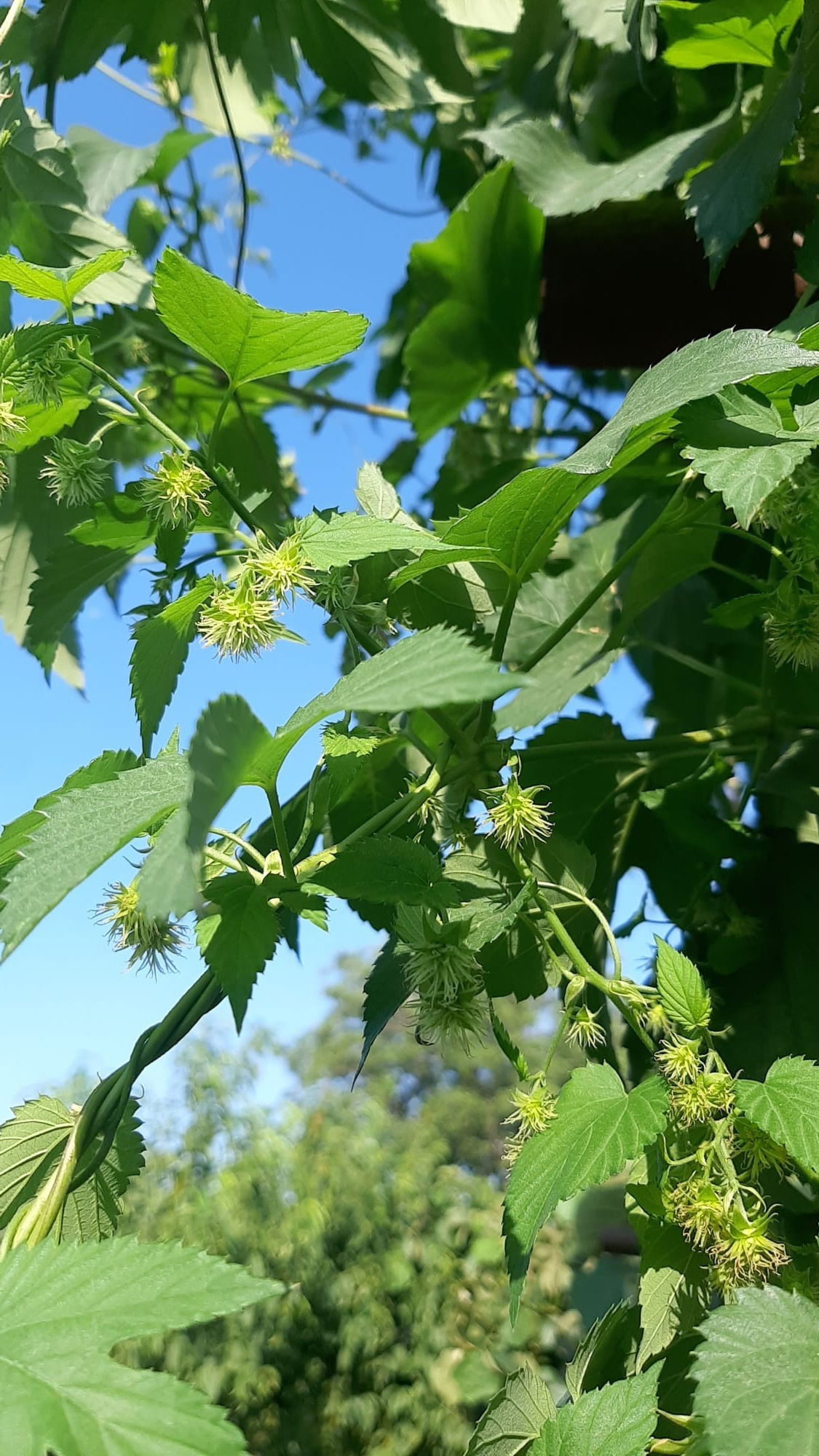 Sorachi Ace luppolo - fiori