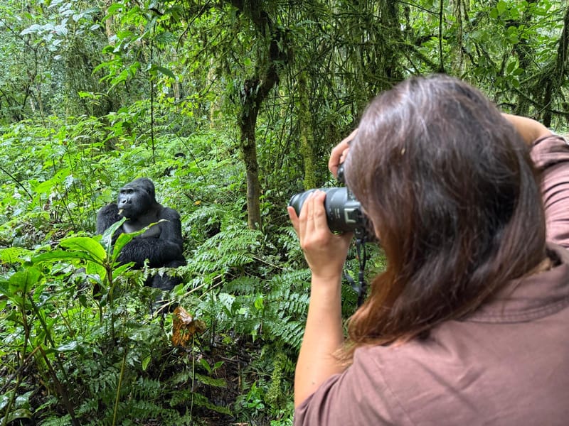 Gorilla Trekking