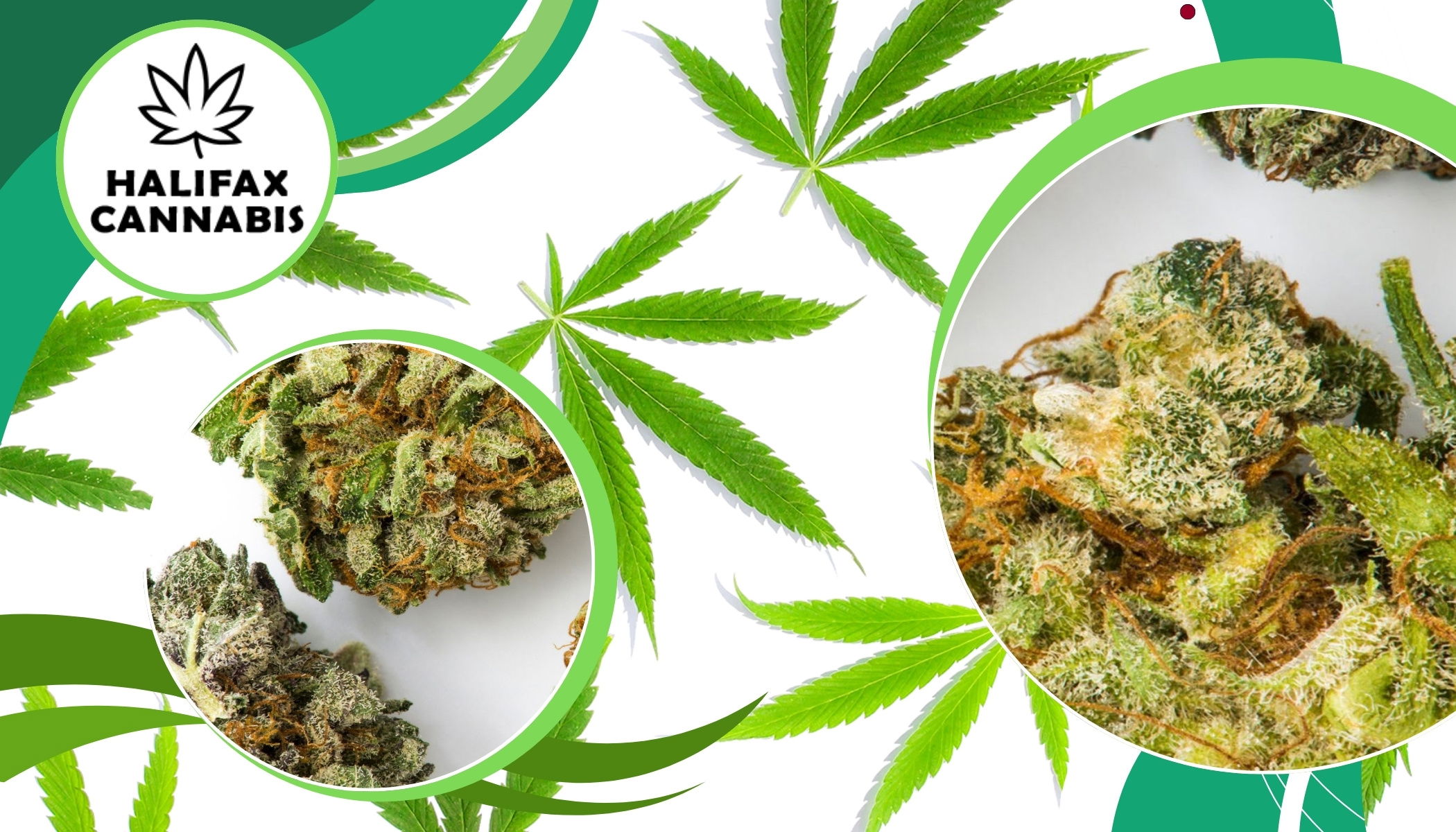 Halifax Cannabis