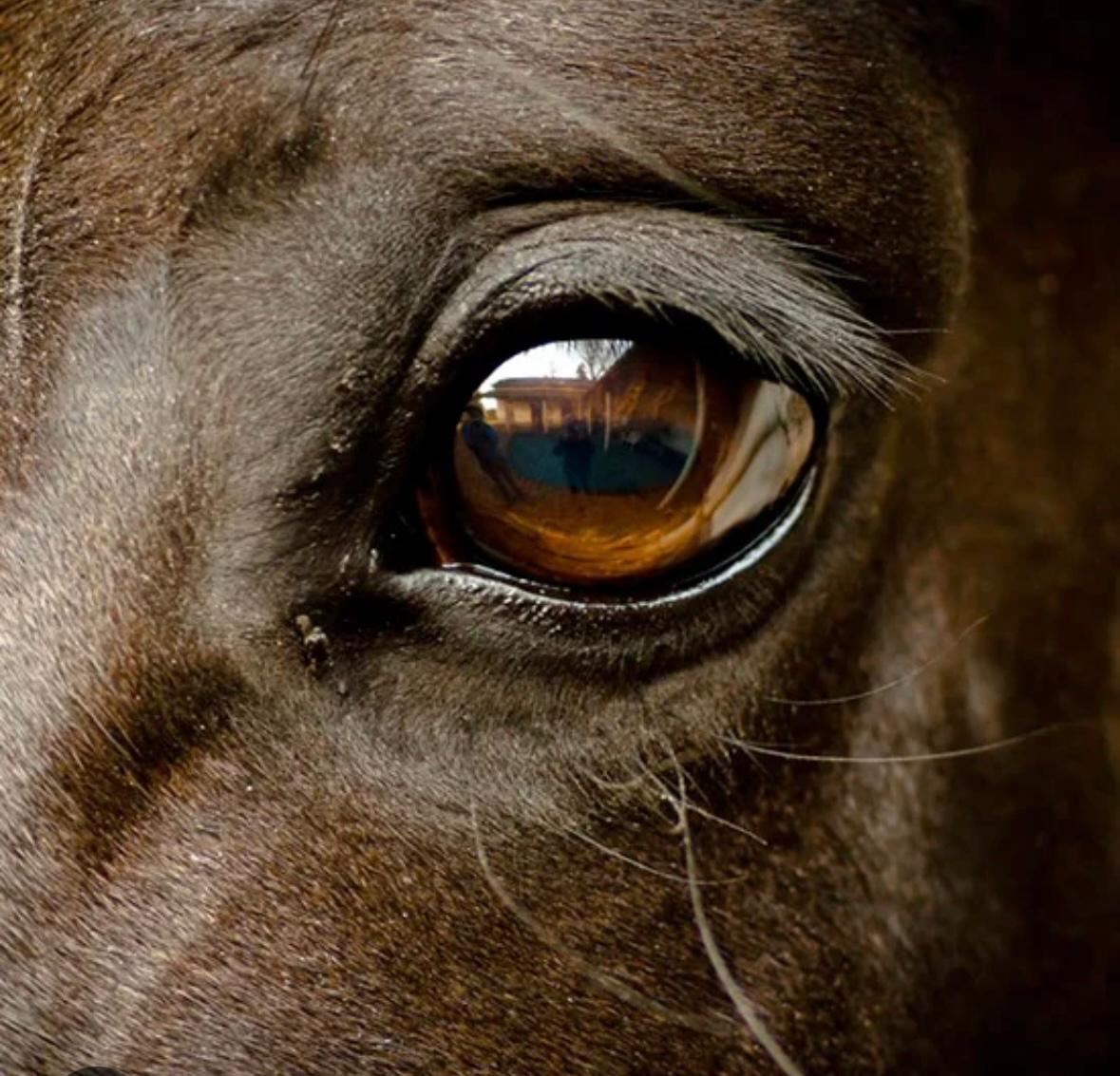 Holistic Health & Horse Holiday