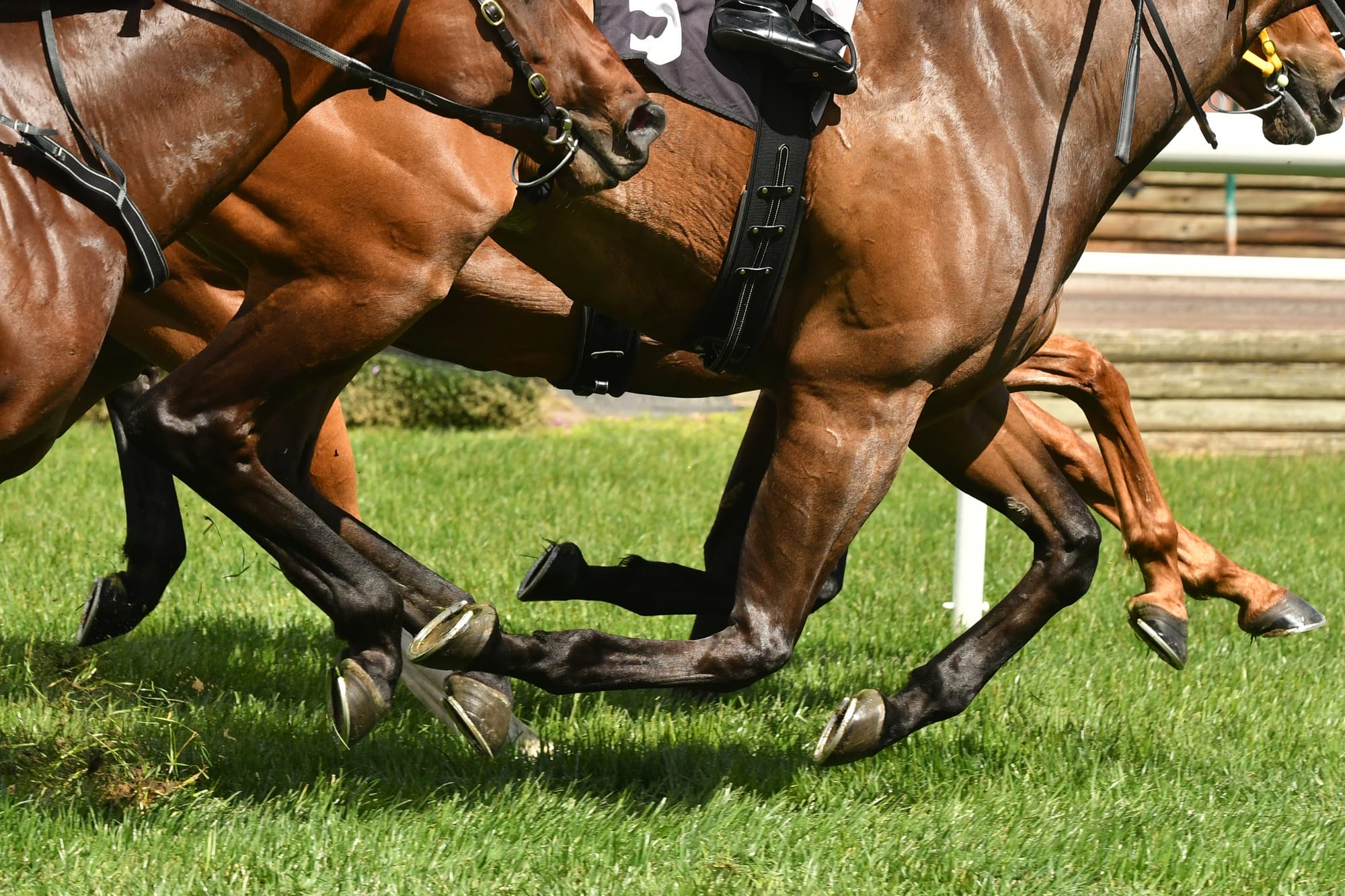Race Horse Heritage Tour