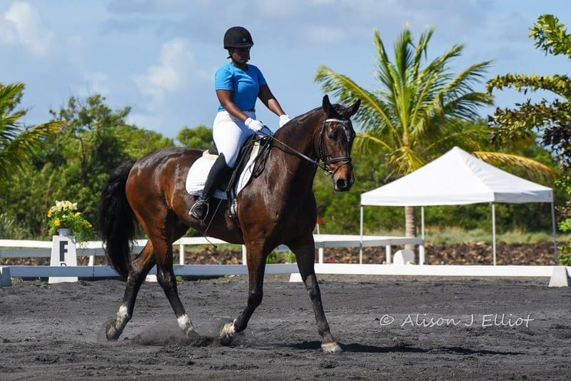 Professional Riding Lessons