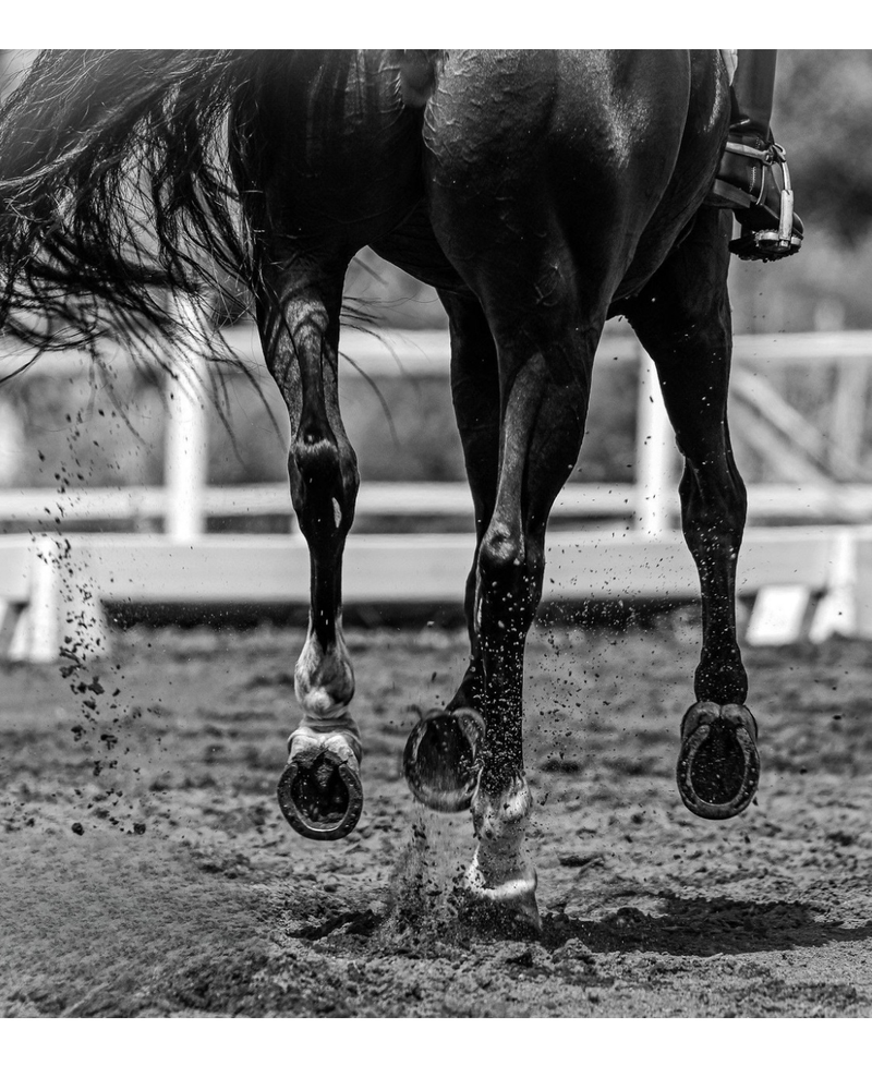 the Barbados Equestrian Association