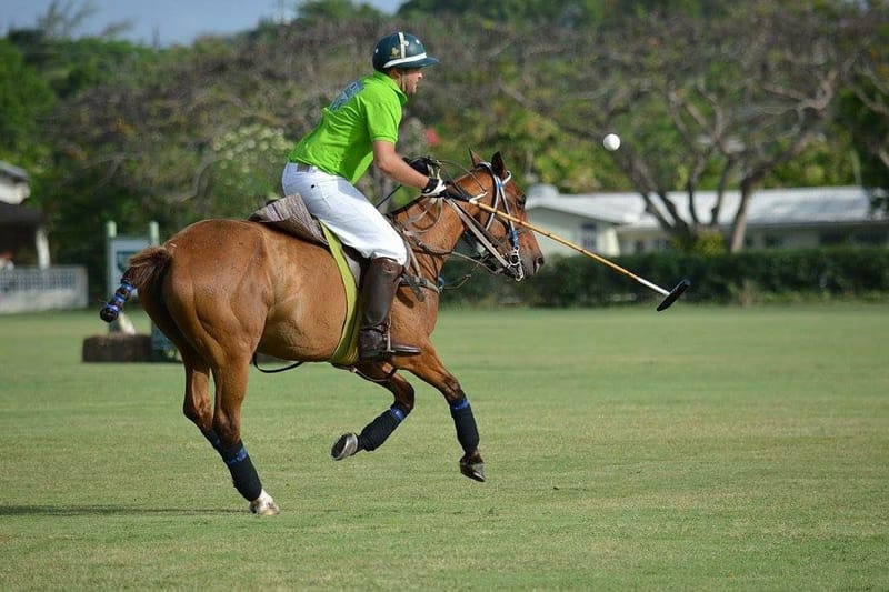 Professional Polo Lessons