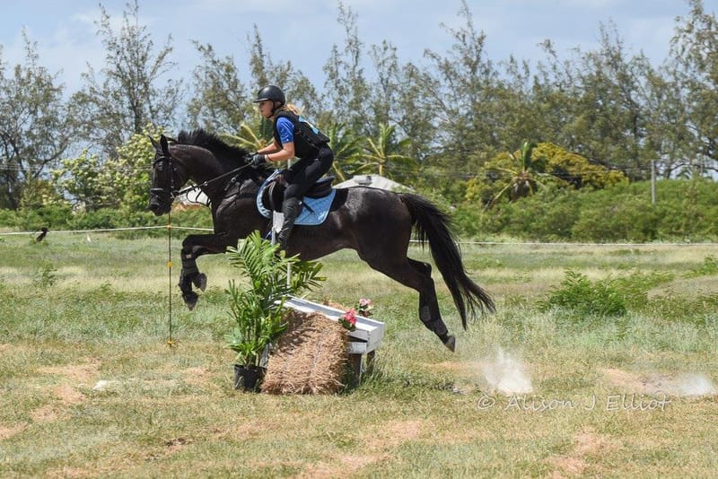 Horse Photography Lessons