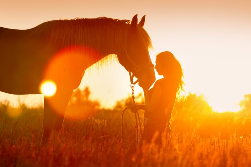Equine Therapy & Natural Horsemanship Stress Relief Session