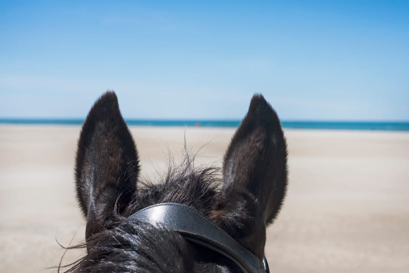 ​Luxury Winter Escape (January 16th–23rd, 2026)