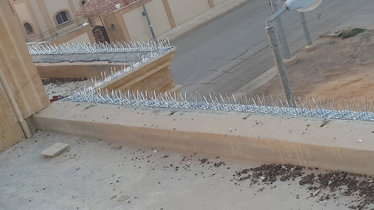 شركة مكافحة الحمام بمكة