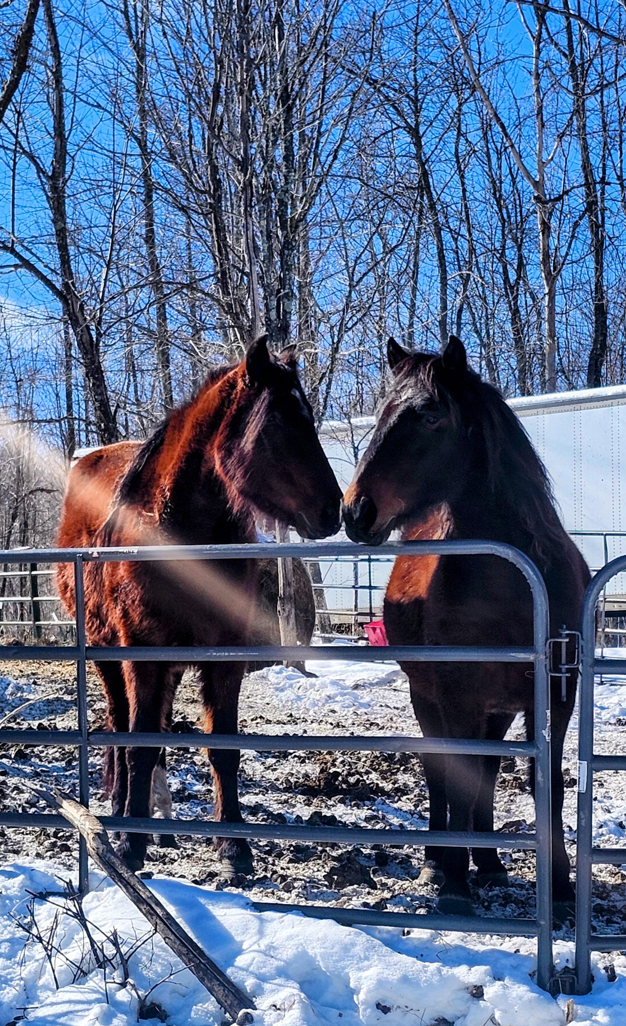Freya and Hunter