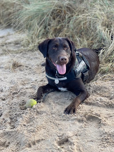 Pet Memorials &amp; Farewells image