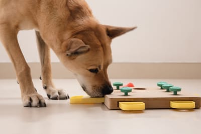 Do dogs like feeding puzzles?
