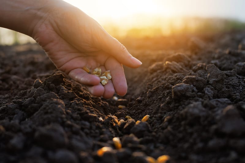 Plant seed of intentions for New Dreams