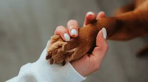 How to Accept the Decision to Euthanize Your Pet