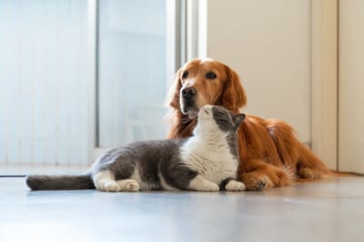 How Sedation Contributes to a Humane Euthanasia Experience for Pets