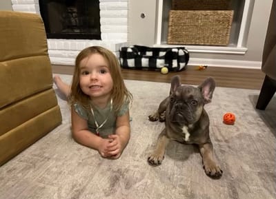 The Ultimate Guide to French Bulldog Rescue and Adoption