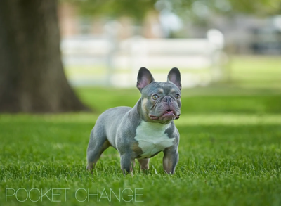 The Ultimate Guide to Owning a French Bulldog