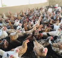 Elevage de volaille locale