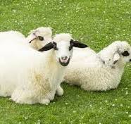 Elevage des ruminants