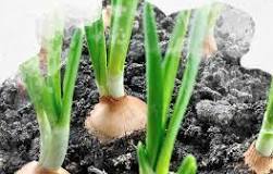 Production maraichère