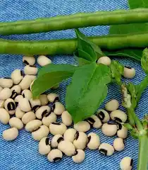 Production de niébé