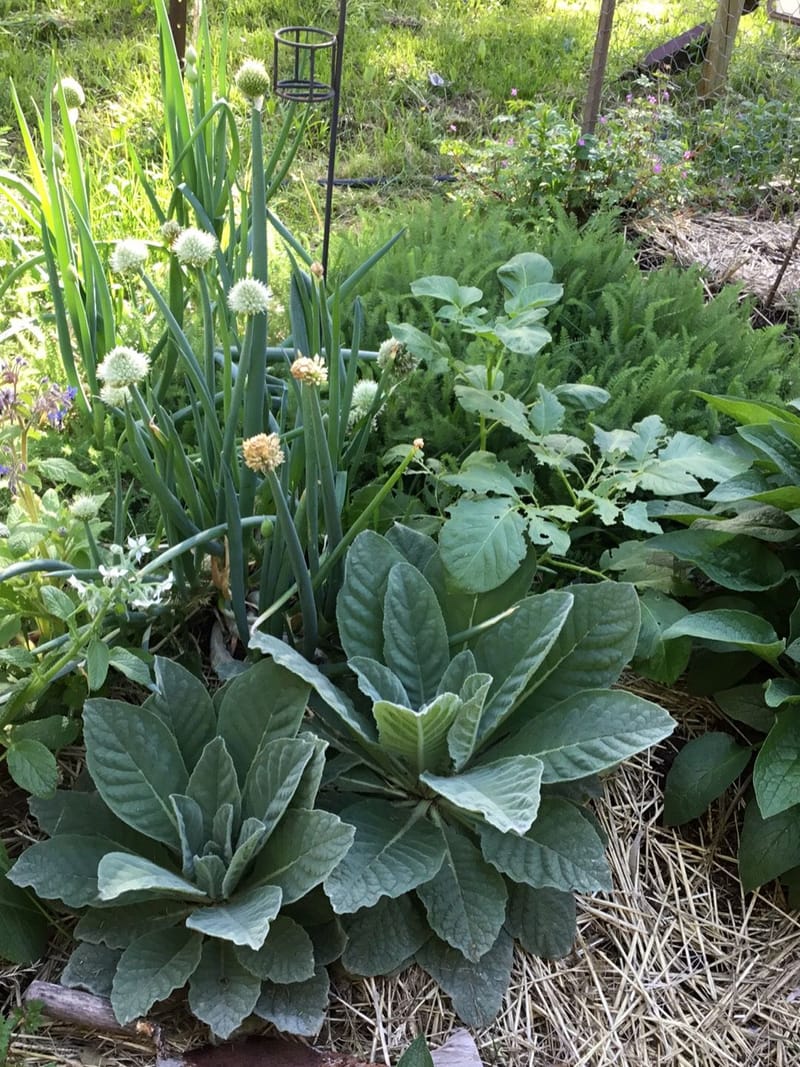 Lets Prepare our Herbal First Aid Kit # 1