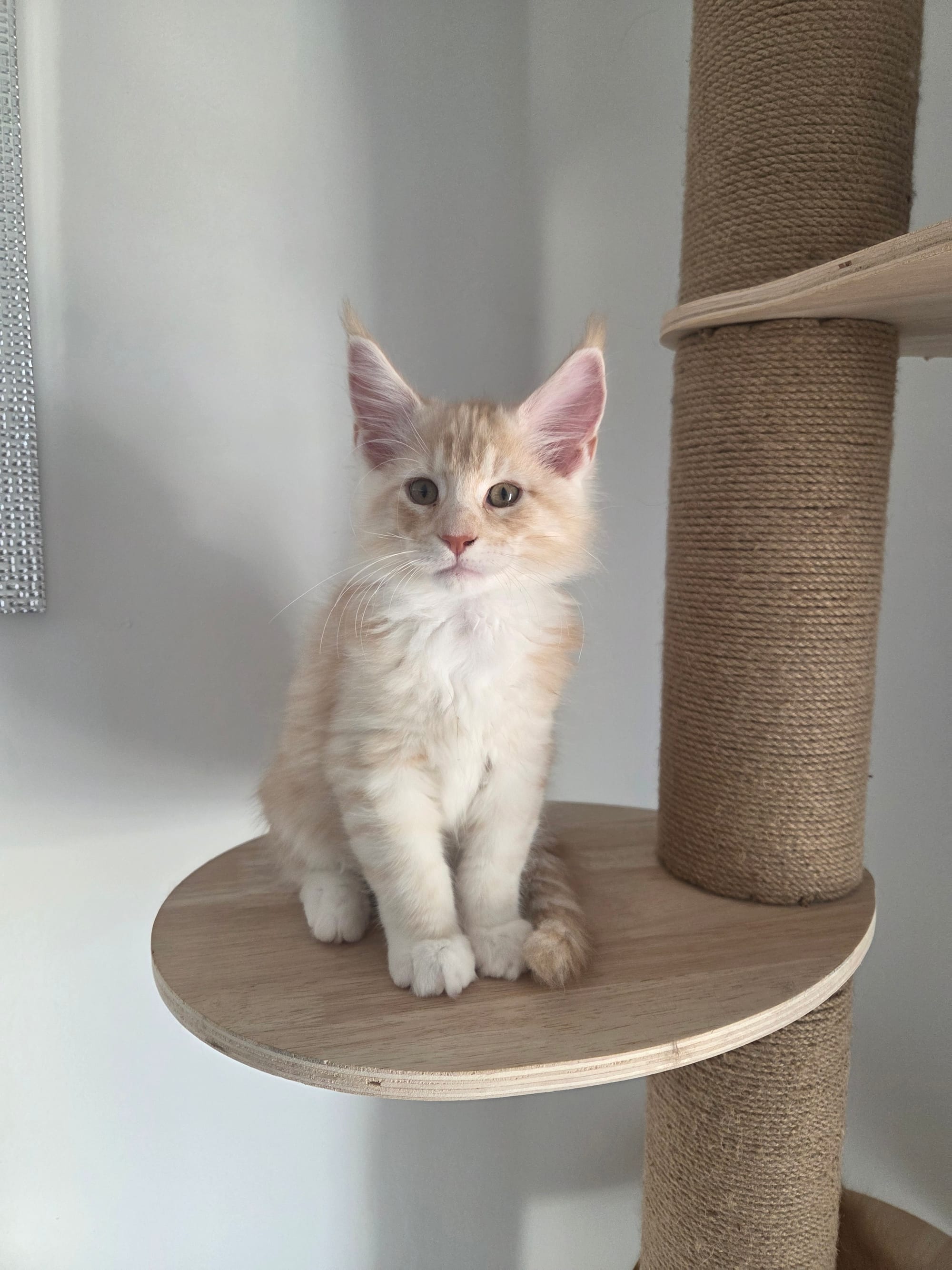 RESERVE ASTON MALE