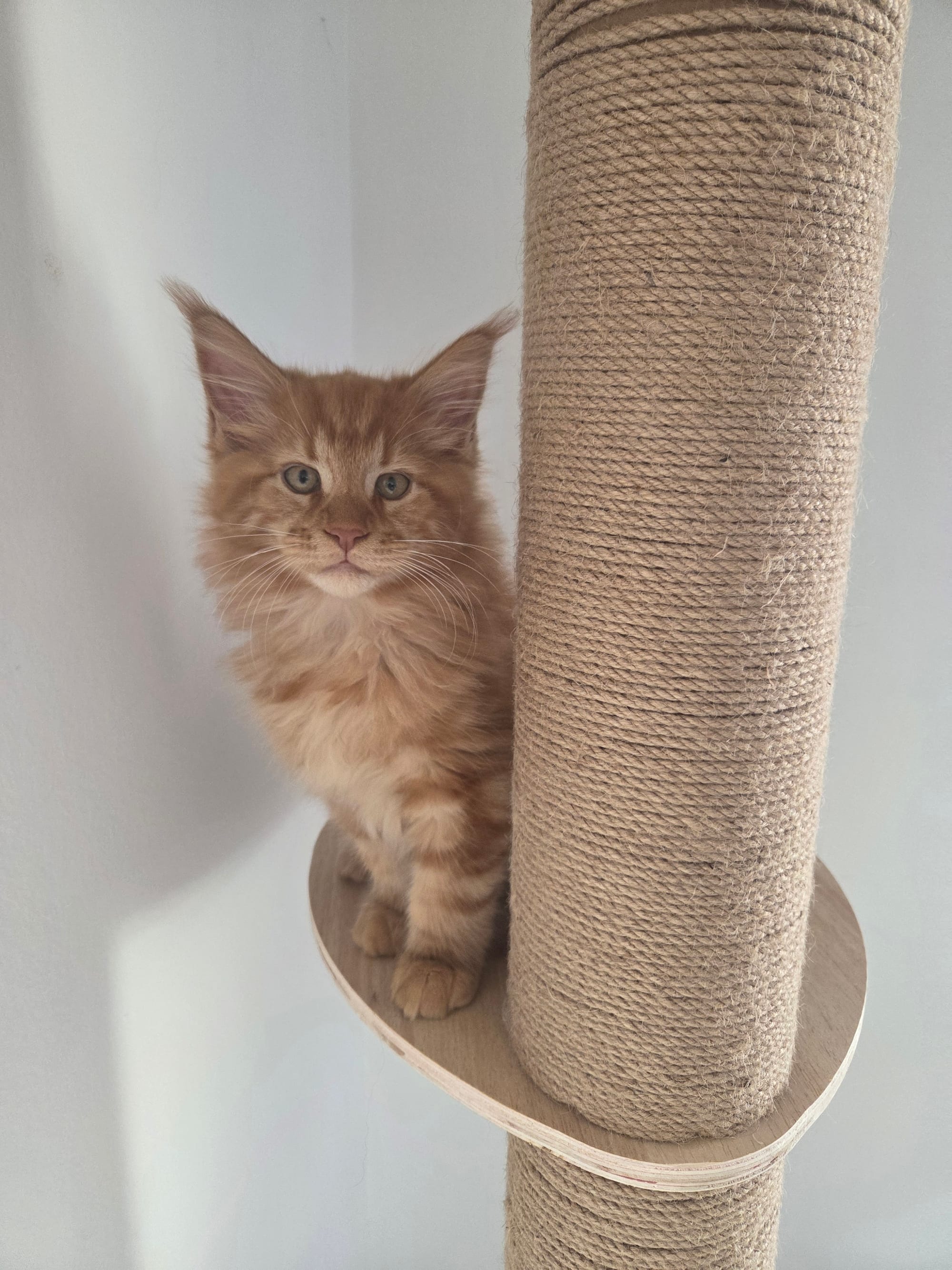 RESERVE ARCHIBALD MALE