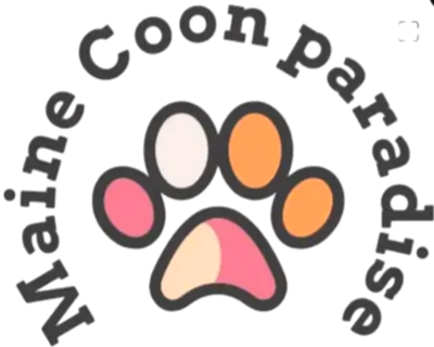 Élevage Maine Coon Paradise