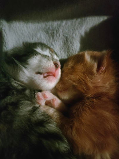 Nos bébés en plein dodo!!