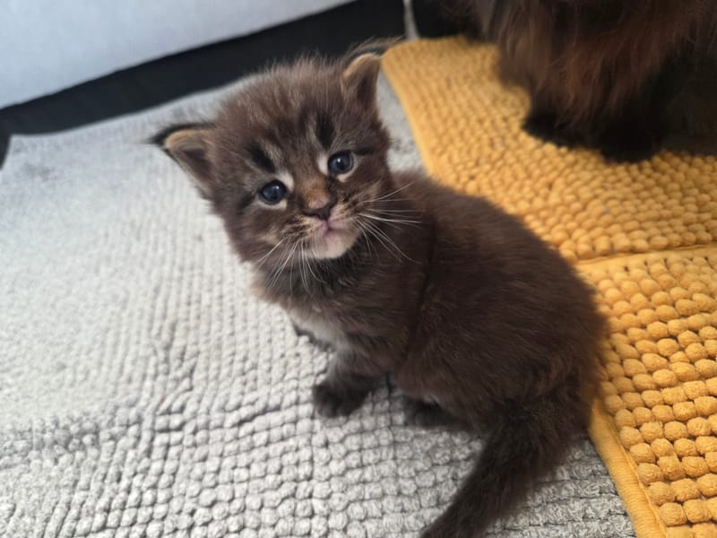 RÉSERVÉ A... De MaineCoon Paradise Mâle Brown MackerelTabby (MCO n23)