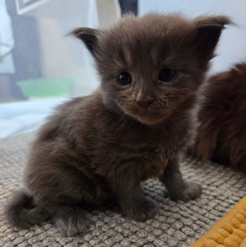 RÉSERVÉ Asta De MaineCoon Paradise Mâle Bleu (MCOa)