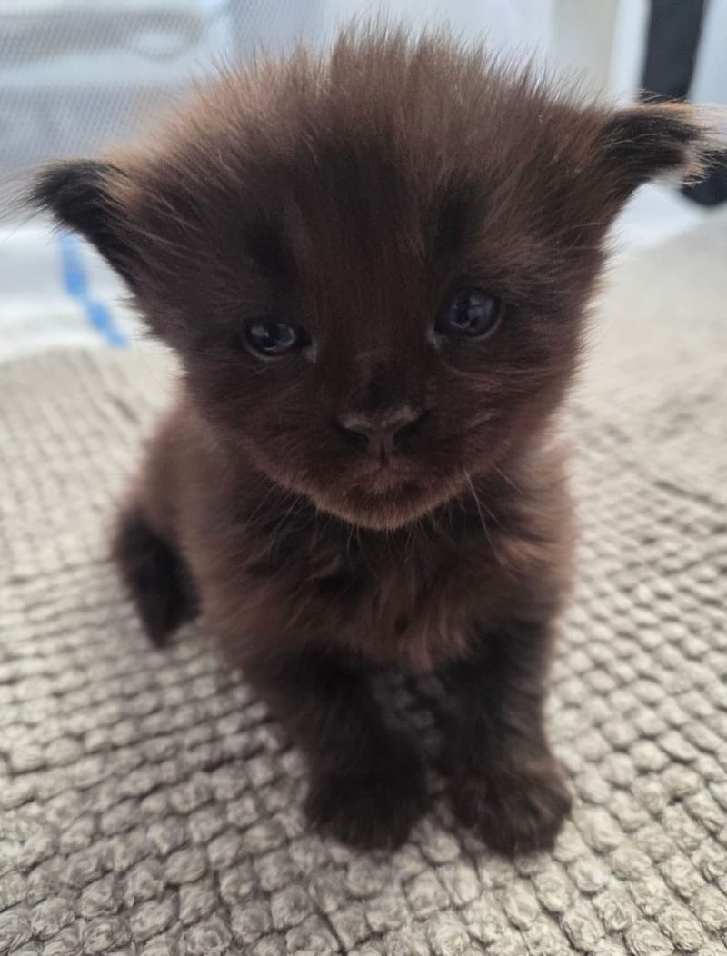 RÉSERVÉ Ades De MaineCoon Paradise Mâle Black (MCO n)