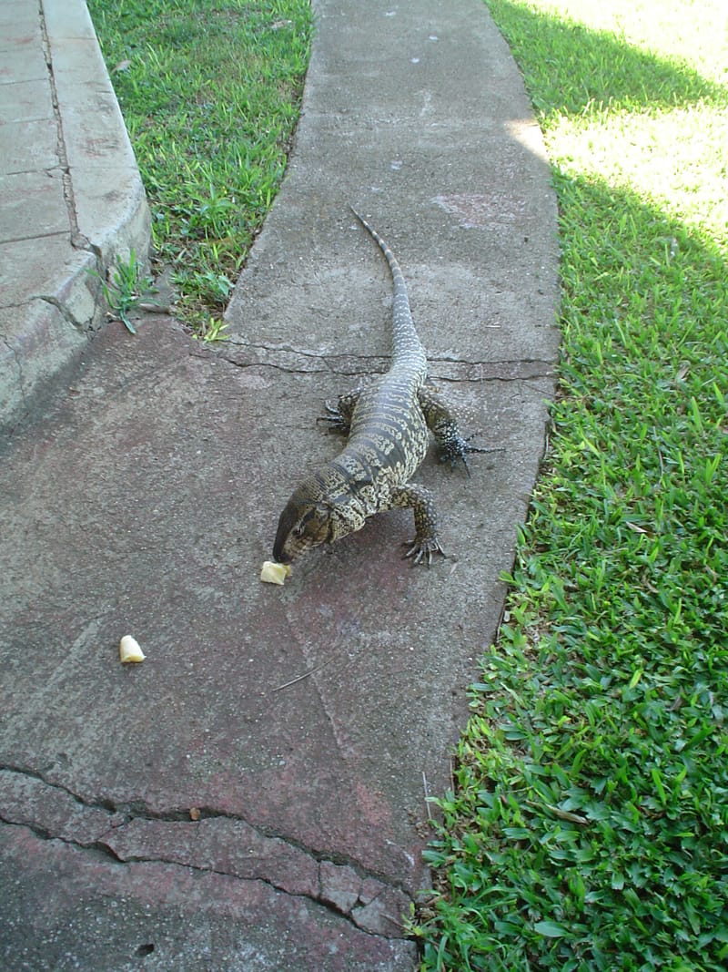 TRANSPORTE DE PET´S