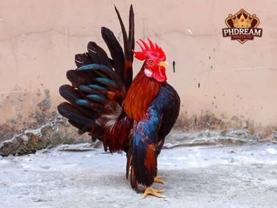 Serama Chickens: A Game-Changer in the World of Cockfighting