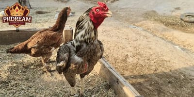Shamo Chicken: A Legacy of Power and Strength in Cockfighting